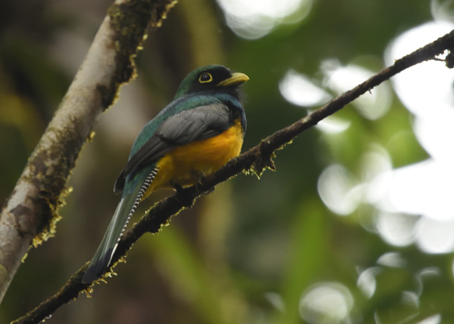 Choco Black-throated Trogon (Trogon cupreicauda), photo 7