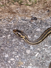 Nerodia clarkii clarkii