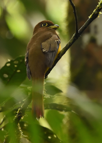 Choco Black-throated Trogon (Trogon cupreicauda), photo 5