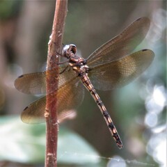 Macrothemis imitans