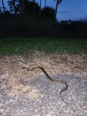 Nerodia clarkii clarkii