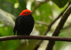 Ceratopipra mentalis