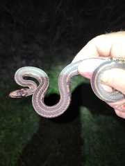 Nerodia clarkii clarkii