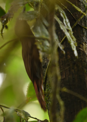 Dendrocincla fuliginosa