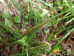 Carex uncinata