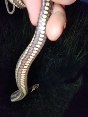 Nerodia clarkii clarkii