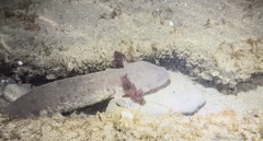 Necturus maculosus