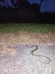 Nerodia clarkii clarkii