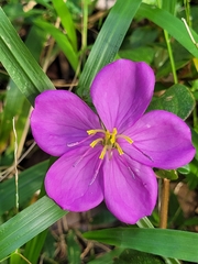 Heterotis rotundifolia