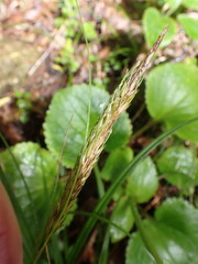 Carex uncinata