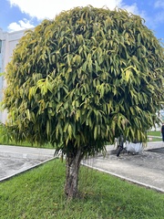 Ficus maclellandii