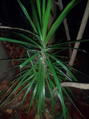 Dracaena reflexa angustifolia
