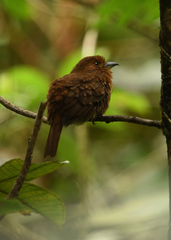 Malacoptila panamensis