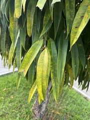 Ficus maclellandii