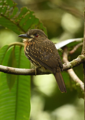Malacoptila panamensis