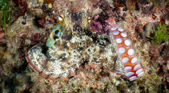 Octopus djinda