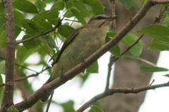 Vireo altiloquus