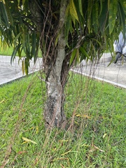 Ficus maclellandii