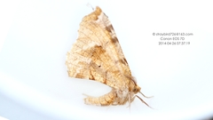 Selenia sordidaria