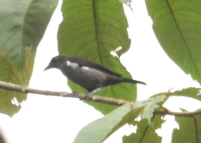 Scarlet-browed Tanager (Heterospingus xanthopygius), photo 6