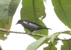 Heterospingus xanthopygius