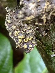 Pseudocyphellaria citrina