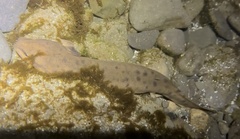 Necturus maculosus