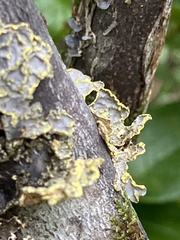 Pseudocyphellaria citrina