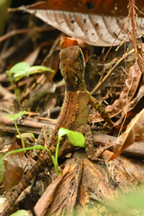 Enyalioides