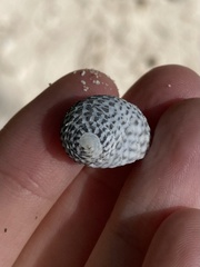 Nerita tessellata