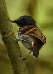 Hylophylax naevioides