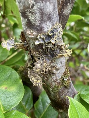 Pseudocyphellaria citrina
