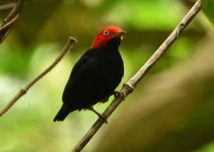 Ceratopipra mentalis