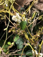 Cuscuta japonica