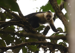 Cebus capucinus