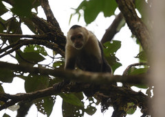Cebus capucinus