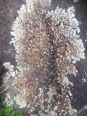 Protoparmeliopsis muralis