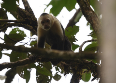 Cebus capucinus