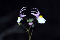 Nemesia cheiranthus