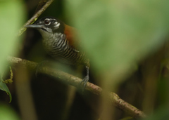 Cantorchilus nigricapillus