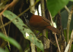 Cantorchilus nigricapillus