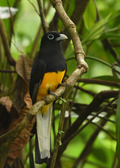 Trogon chionurus