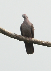 Patagioenas goodsoni