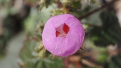 Eremalche rotundifolia