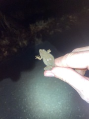 Pseudacris triseriata