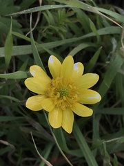 Ranunculus californicus