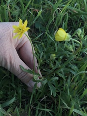Ranunculus californicus