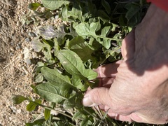 Sisymbrium orientale