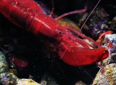 Alpheidae
