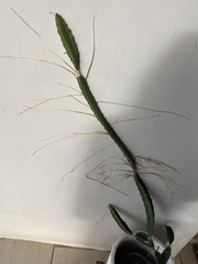 Selenicereus triangularis